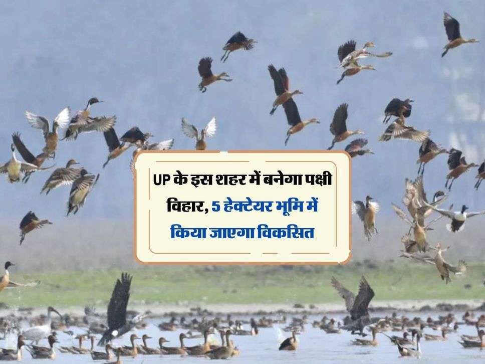 UP के इस शहर में बनेगा पक्षी विहार, 5 हेक्टेयर भूमि में किया जाएगा विकसित