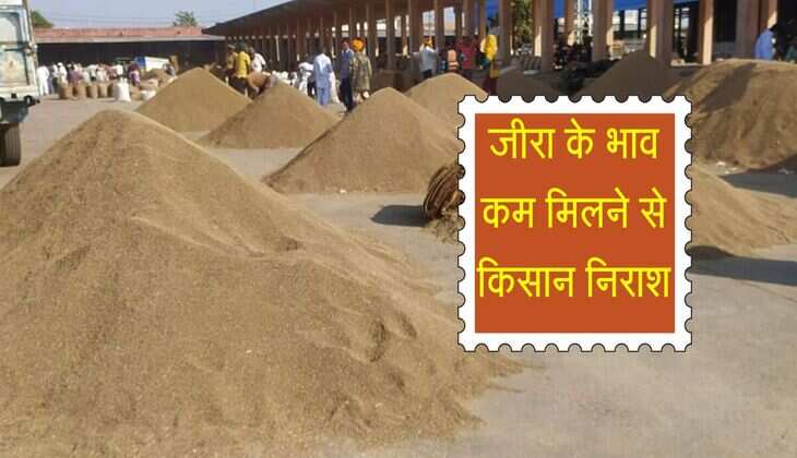 Nagaur Mandi Bhav: जीरा के भाव कम मिलने से किसान निराश, जानिए नागौर मंडी रेट