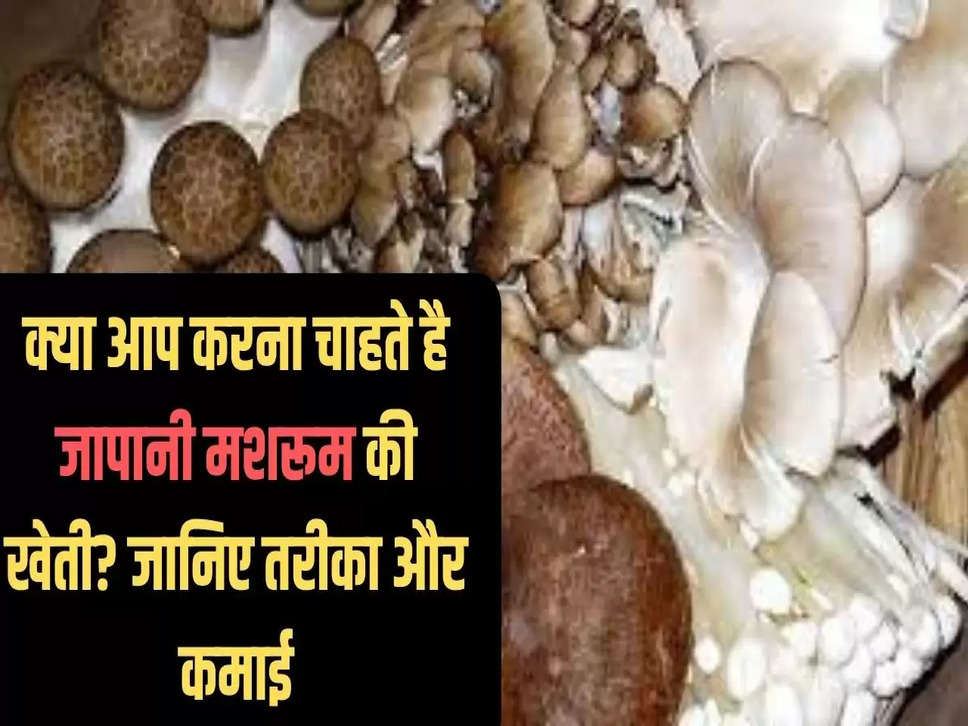 जापानी mushroom 