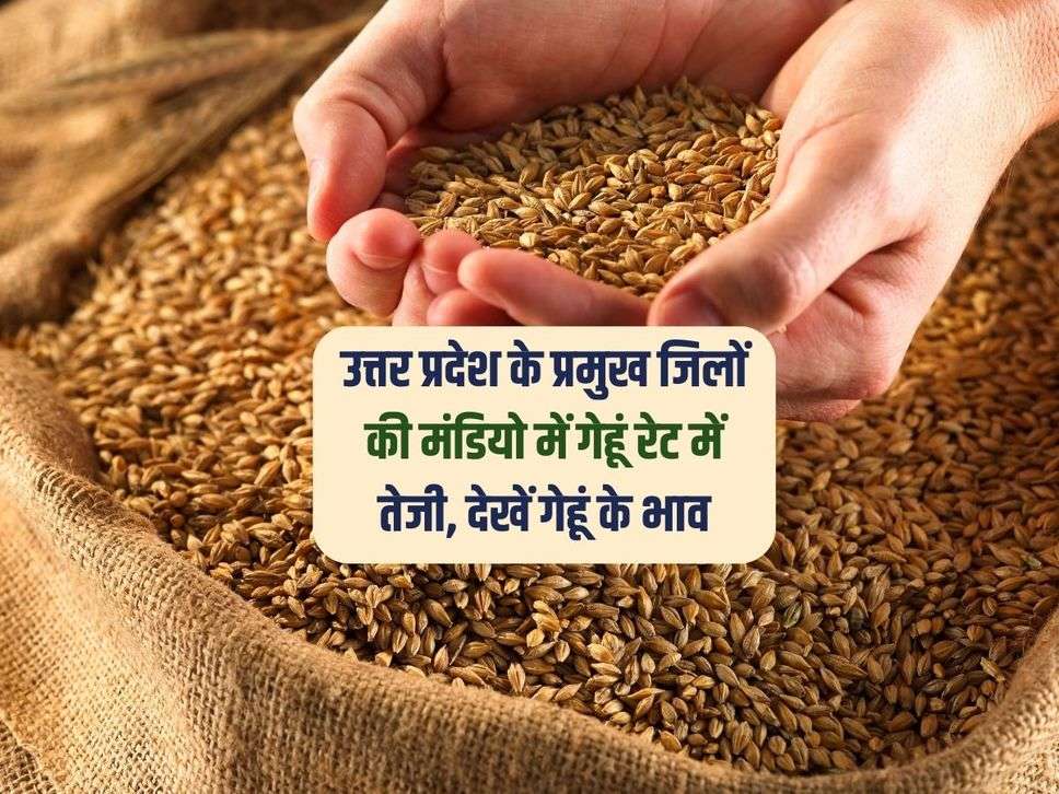 Wheat Mandi UP : उत्तर प्रदेश के प्रमुख जिलों की मंडियो में गेहूं रेट में तेजी, देखें गेहूं के भाव