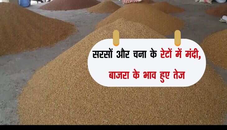 Alwar Mandi bhav: सरसों और चना के रेटों में मंदी, बाजरा के भाव हुए तेज