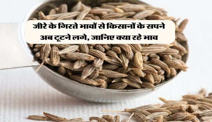 Cumin : जीरे के गिरते भावों से किसानों के सपने अब टूटने लगे, जानिए क्या रहे भाव