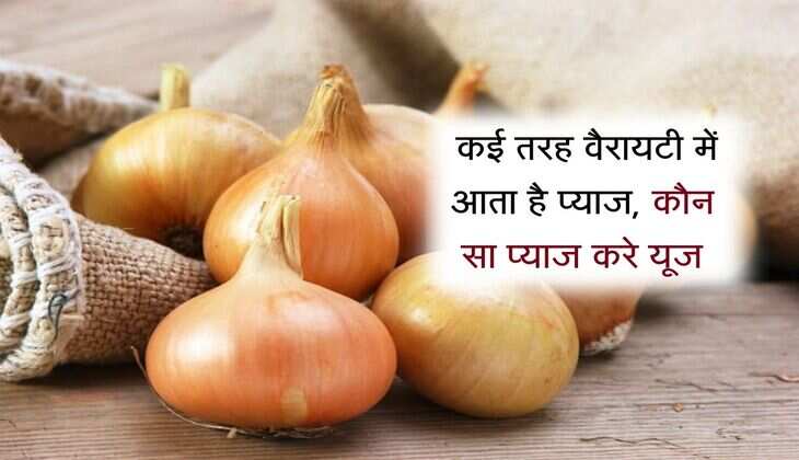 Onion Types: कई तरह वैरायटी में आता है प्याज, कौन सा प्याज करे यूज