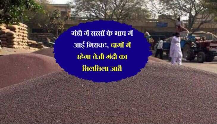 Alwar Mandi Bhav : मंडी में सरसों के भाव में आई गिरावट, दामों में रहेगा तेजी मंदी का सिलसिला जारी