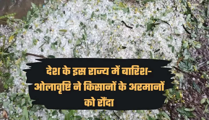 Rain in Madhya Pradesh, rain and hailstorm in Betul district, crop ruined due to rain, farmers worried, agriculture news, agriculture news Hindi, मध्य प्रदेश में बारिश, बैतूल जिले में बारिश और ओलावृष्टि, बारिश से फसल बर्बाद, किसान, किसान चिंतित, कृषि न्यूज, कृषि न्यूज हिन्दी"