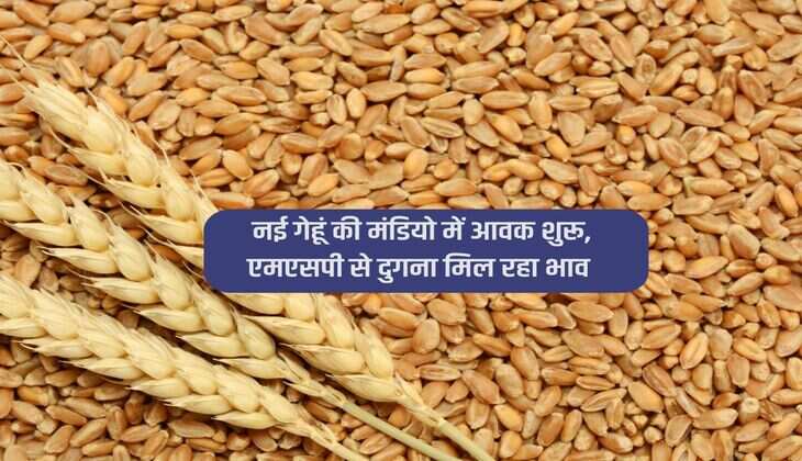 Wheat Arrival : नई गेहूं की मंडियो में आवक शुरू, एमएसपी से दुगना मिल रहा भाव