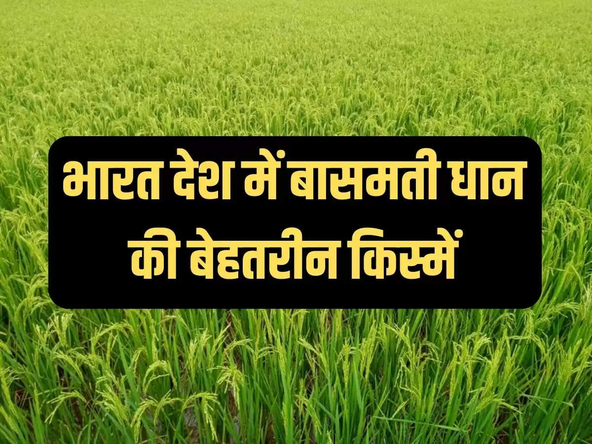 Basmati Rice, Best Variety of Basmati Rice, Advanced Pusa Basmati-1, How to Cultivate Basmati Rice, Paddy Cultivation, Arrival of Monsoon, Agriculture News, Agriculture News Hindi, बासमती चावल, बासमती चावल की बेहतरीन किस्म, उन्नत पूसा बासमती-1, कैसे करें बासमती चावल की खेती, धान की खेती, मानसून का आगमन, कृषि न्यूज, कृषि न्यूज हिन्दी"