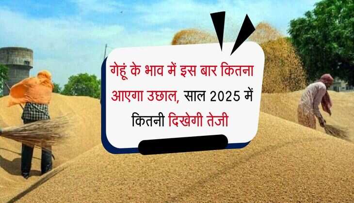 wheat price : गेहूं के भाव में इस बार कितना आएगा उछाल, साल 2025 में कितनी दिखेगी तेजी 