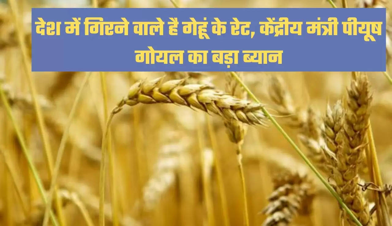 Wheat Price, Wheat Price update, Wheat Price news, piyush goyal, piyush goyal news, modi government, central government, google news, गेहूं का भाव, गेहूं प्राइस, पीयूष गोयल"