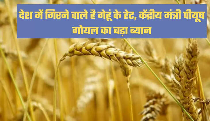 Wheat Price, Wheat Price update, Wheat Price news, piyush goyal, piyush goyal news, modi government, central government, google news, गेहूं का भाव, गेहूं प्राइस, पीयूष गोयल"