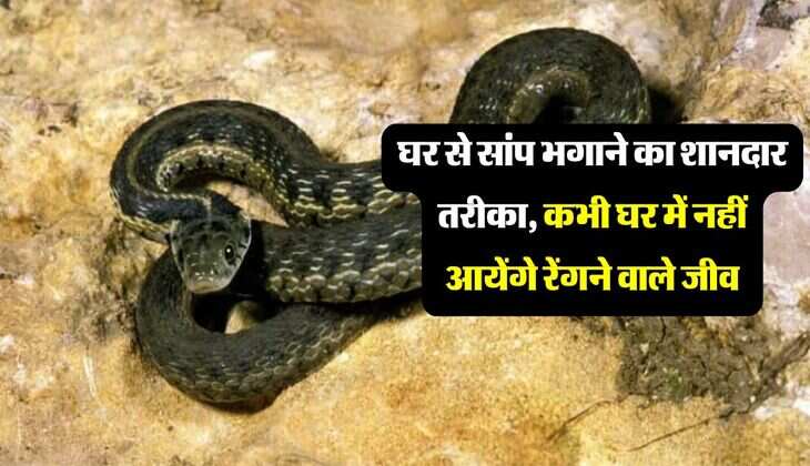 घर से सांप भगाने का शानदार तरीका, कभी घर में नहीं आयेंगे रेंगने वाले जीव