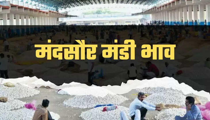 Mandsaur Mandi bhav