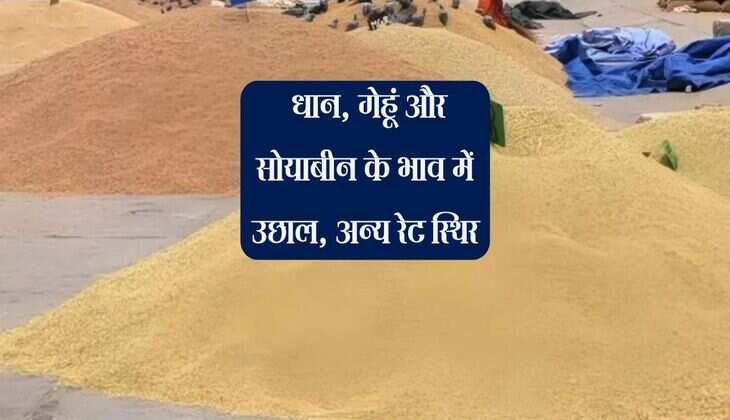 Kota Mandi bhav: धान, गेहूं और सोयाबीन के भाव में उछाल, अन्य रेट स्थिर