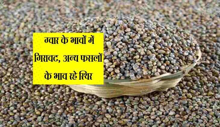 Bikaner mandi bhav: ग्वार के भावों में गिरावट, अन्य फसलों के भाव रहे स्थिर