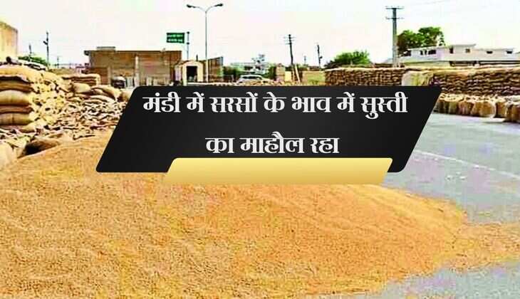 Bikaner Mandi Bhav: मंडी में सरसों के भाव में सुस्ती का माहौल रहा , अन्य कृषि जिंसों में कोई परिवर्तन नहीं हुआ