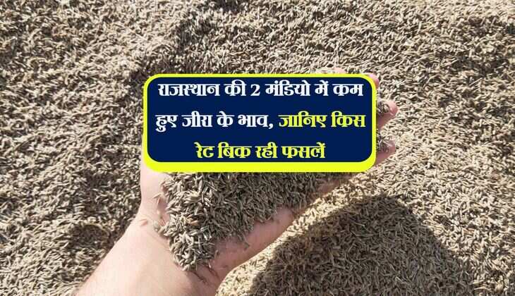 राजस्थान की 2 मंडियो में कम हुए जीरा के भाव, जानिए किस रेट बिक रही फसलें