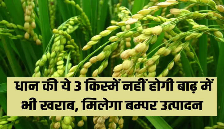 धान की ये 3 किस्में नहीं होगी बाढ़ में भी खराब, मिलेगा बम्पर उत्पादन 