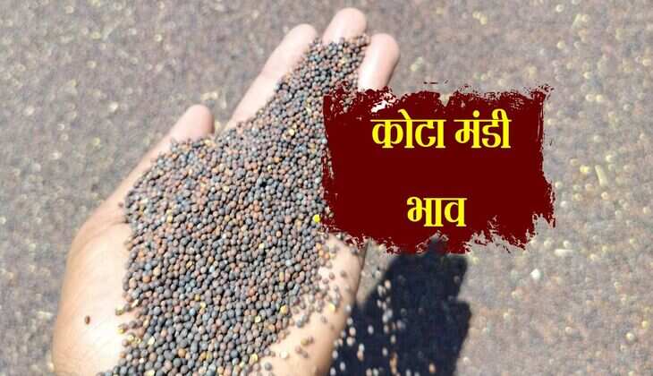 Kota Mandi Bhav: चना भाव में गिरावट, लहसुन का रेट हुआ धड़ाम