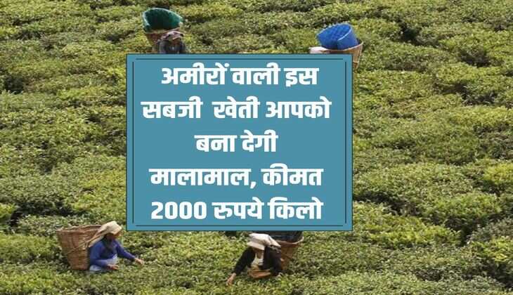 Business Tips: Cultivation of this vegetable of the rich will make you rich, price Rs 2000 per kg