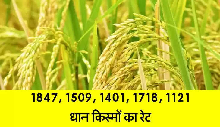 आज का धान भाव: 1847, 1509, 1401, 1718, 1121 धान किस्मों का रेट पढ़िए