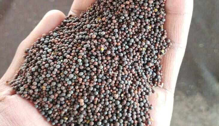 Kota Mandi Bhav: सरसों में 100 रुपए की बढ़ोतरी, गेहूं भाव तेज, अन्य जिंसों के भाव स्थिर