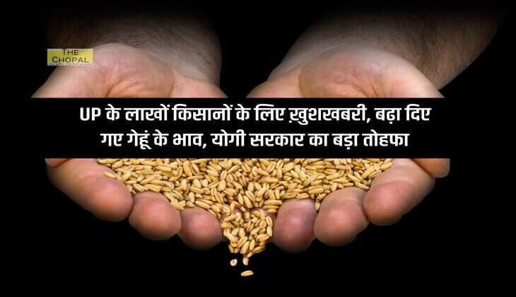 UP के लाखों किसानों के लिए ख़ुशखबरी, बढ़ा दिए गए गेहूं के भाव, योगी सरकार का बड़ा तोहफा
