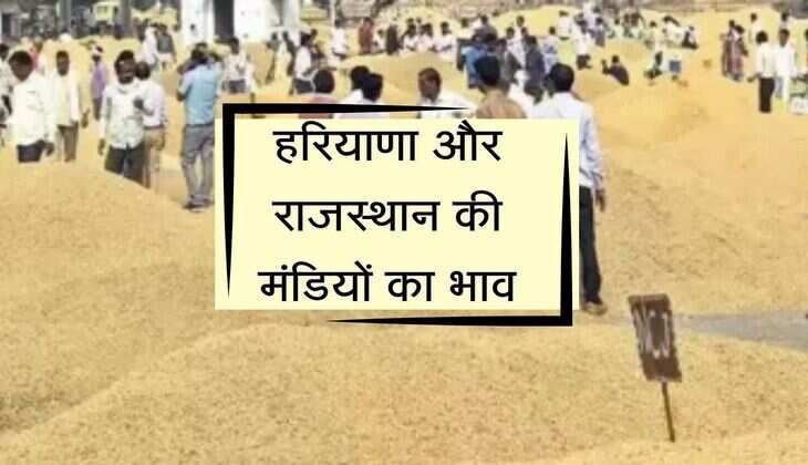 हरियाणा और राजस्थान की मंडियों का भाव, जाने तेजी मंदी का हाल