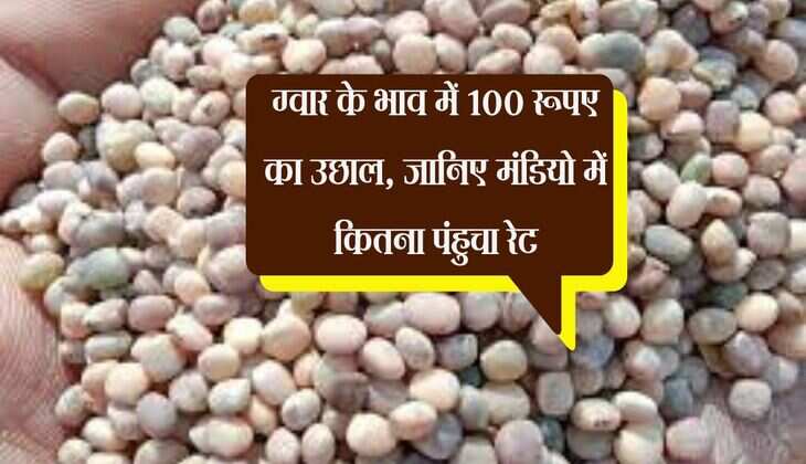 Gwar Bhav: ग्वार के भाव में 100 रूपए का उछाल, जानिए मंडियो में कितना पंहुचा रेट