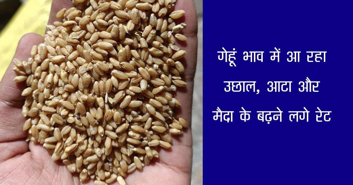 Wheat bhav: गेहूं भाव में आ रहा उछाल, आटा और मैदा के बढ़ने लगे रेट