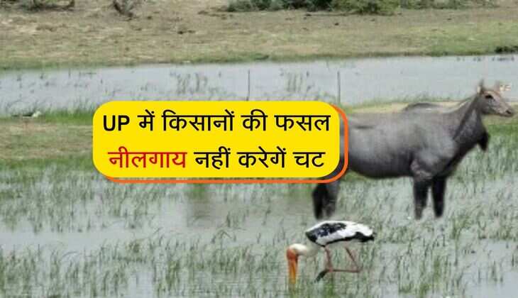 UP में किसानों की फसल नीलगाय नहीं करेगें चट, योगी सरकार ने शुरू की बड़ी पहल 