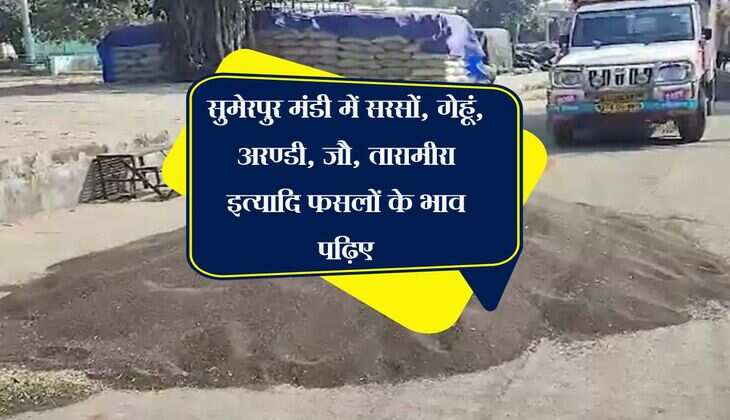 सुमेरपुर मंडी में सरसों, गेहूं, अरण्डी, जौ, तारामीरा इत्यादि फसलों के भाव पढ़िए