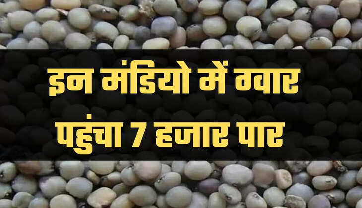 Guar mandi bhav