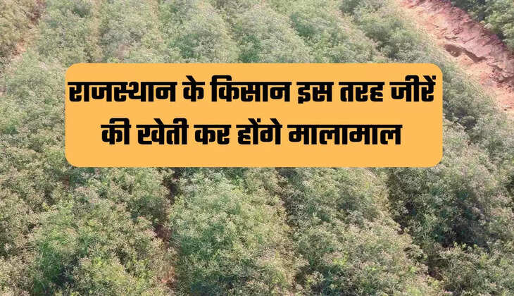 cumin farming, cumin farming income, cumin rate, cumin farmers