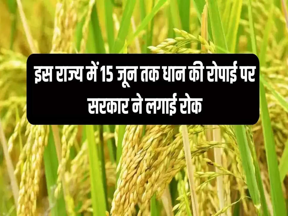 Paddy cultivation, sowing of paddy in Haryana before June 15, financial fine, Conservation of Soil Water Act 2009, Ground water level, Agriculture News, Agriculture News Hindi, धान की खेती, हरियाणा में 15 जून से पहले धान की बुवाई, आर्थिक जुर्माना, जर्वेशन ऑफ सॉयल वाटर एक्ट 2009, ग्राउंड वाटर लेवल, कृषि न्यूज, कृषि न्यूज हिन्दी"