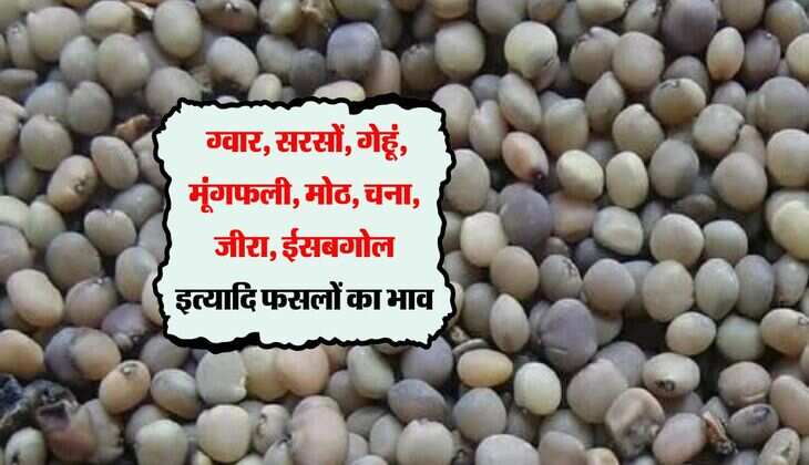 Bikaner Mandi Bhav: ग्वार, सरसों, गेहूं, मूंगफली, मोठ, चना, जीरा, ईसबगोल का भाव