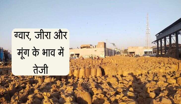 Nagaur Mandi bhav: ग्वार, जीरा और मूंग के भाव में तेजी, मेथी हुई मंदी