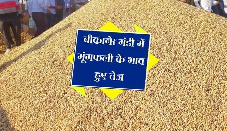 Bikaner Mandi bhav: बीकानेर मंडी में मूंगफली के भाव हुए तेज, अन्य जिंसों के रेट स्थिर