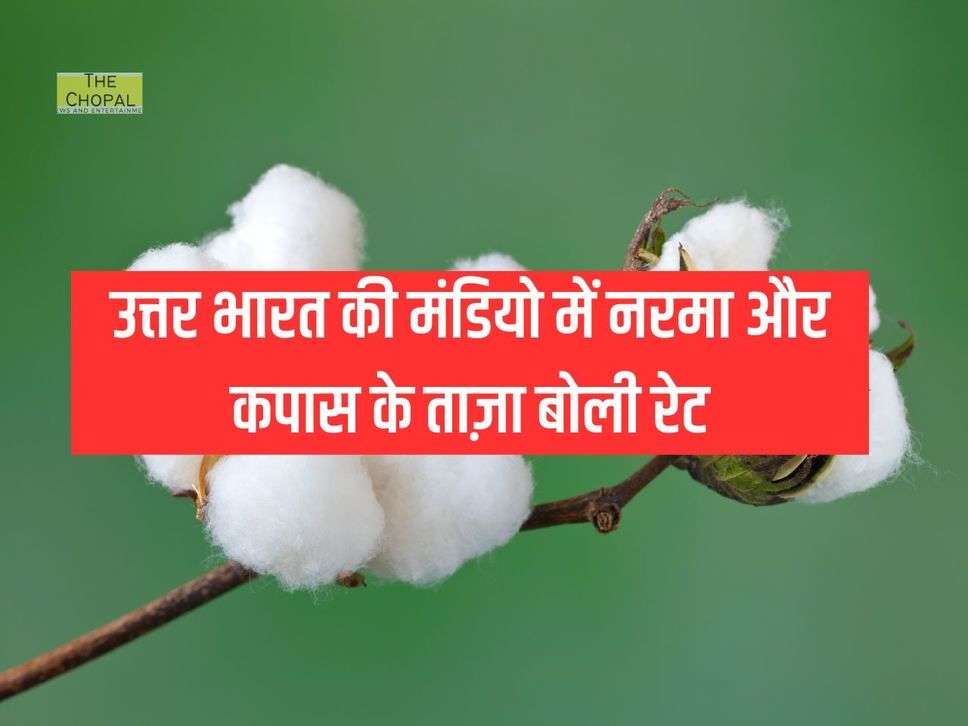 Cotton : उत्तर भारत की मंडियो में नरमा और कपास के ताज़ा बोली रेट पढ़ें, 15 जनवरी 2024