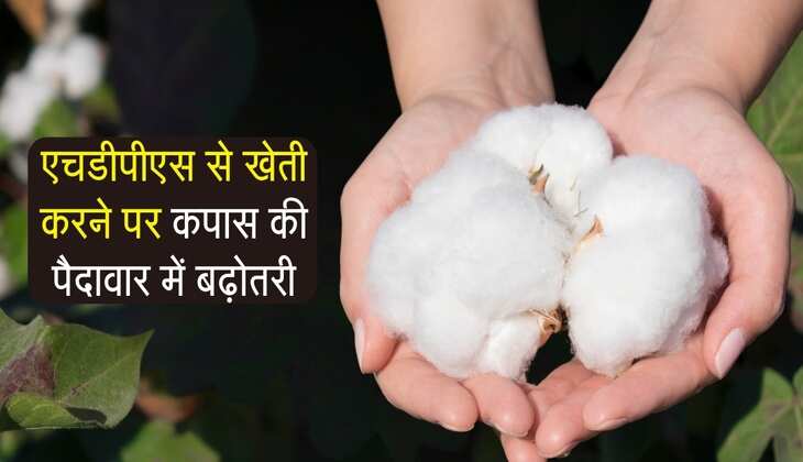 Cotton Production: एचडीपीएस से खेती करने पर कपास की पैदावार में बढ़ोतरी, किसानों के लिए फायदेमंद