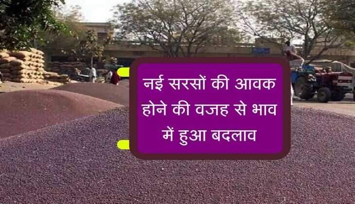 Bikaner Mandi Bhav Today: नई सरसों की आवक होने की वजह से भाव में हुआ बदलाव, जाने सभी जिंसो के रेट