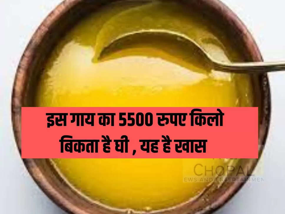 Expensive Ghee : इस गाय का घी मिलता है 5,500 रुपये किलो, यह है खास बात 