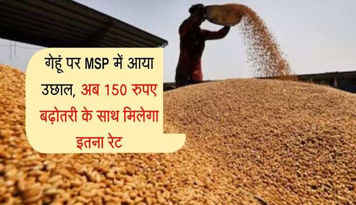 गेहूं पर MSP में आया उछाल, अब 150 रुपए बढ़ोतरी के साथ मिलेगा इतना रेट