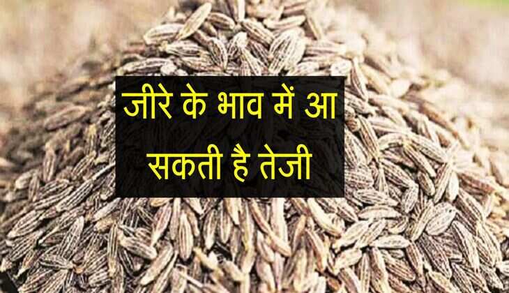 जीरे के भाव में आ सकती है तेजी, यहां शुरू हुई नई फसल की आवक