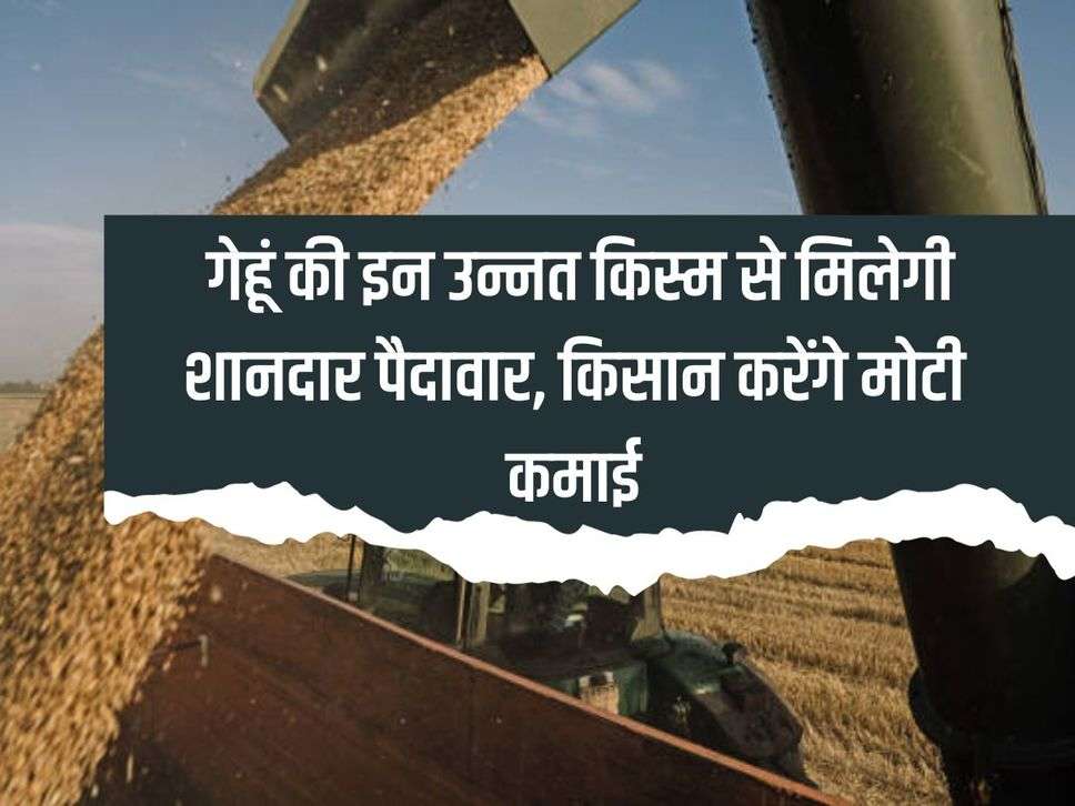 Wheat Variety Benefits: गेहूं की इन उन्नत किस्म से मिलेगी शानदार पैदावार, किसान करेंगे मोटी कमाई