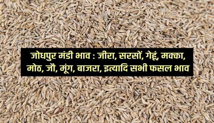 मंडी भाव 31 जनवरी 2024: जीरा, सरसों, गेहूं, मक्का, मोठ, जौ, मूंग, बाजरा, इत्यादि सभी फसल भाव
