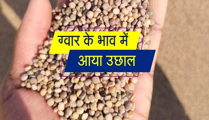 Gwar Mandi bhav: ग्वार के भाव में आई तेजी, इन मंडियो के रेट में उछाल