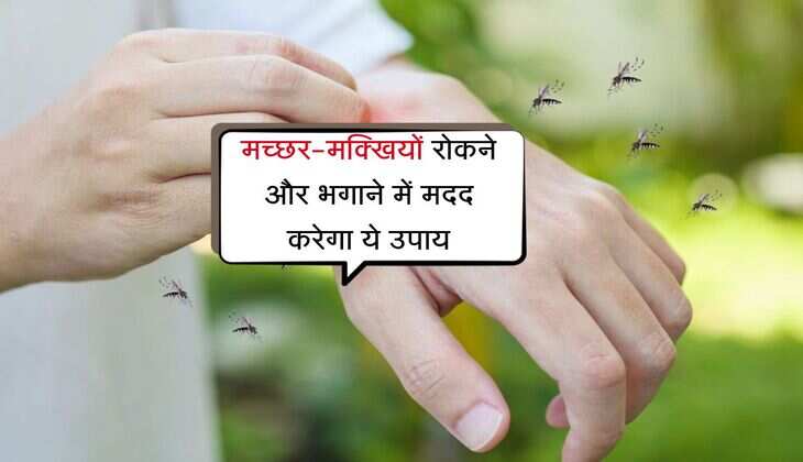 मच्छर-मक्खियों रोकने और भगाने में मदद करेगा ये उपाय, अपनाए डीआईवाई हैक्स
