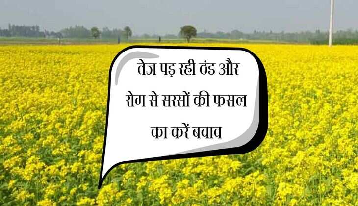 Sarson ki kheti: तेज पड़ रही ठंड और रोग से सरसों की फसल का करें बचाव