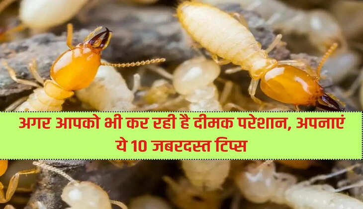 If termites are bothering you too, follow these 10 great tips