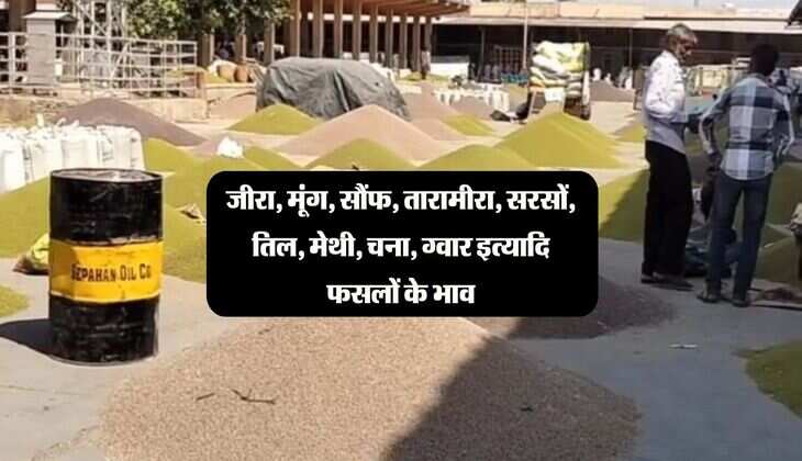 Nagaur Mandi Bhav: जीरा, मूंग, सौंफ, तारामीरा, सरसों, तिल, मेथी, चना, ग्वार इत्यादि फसलों के भाव